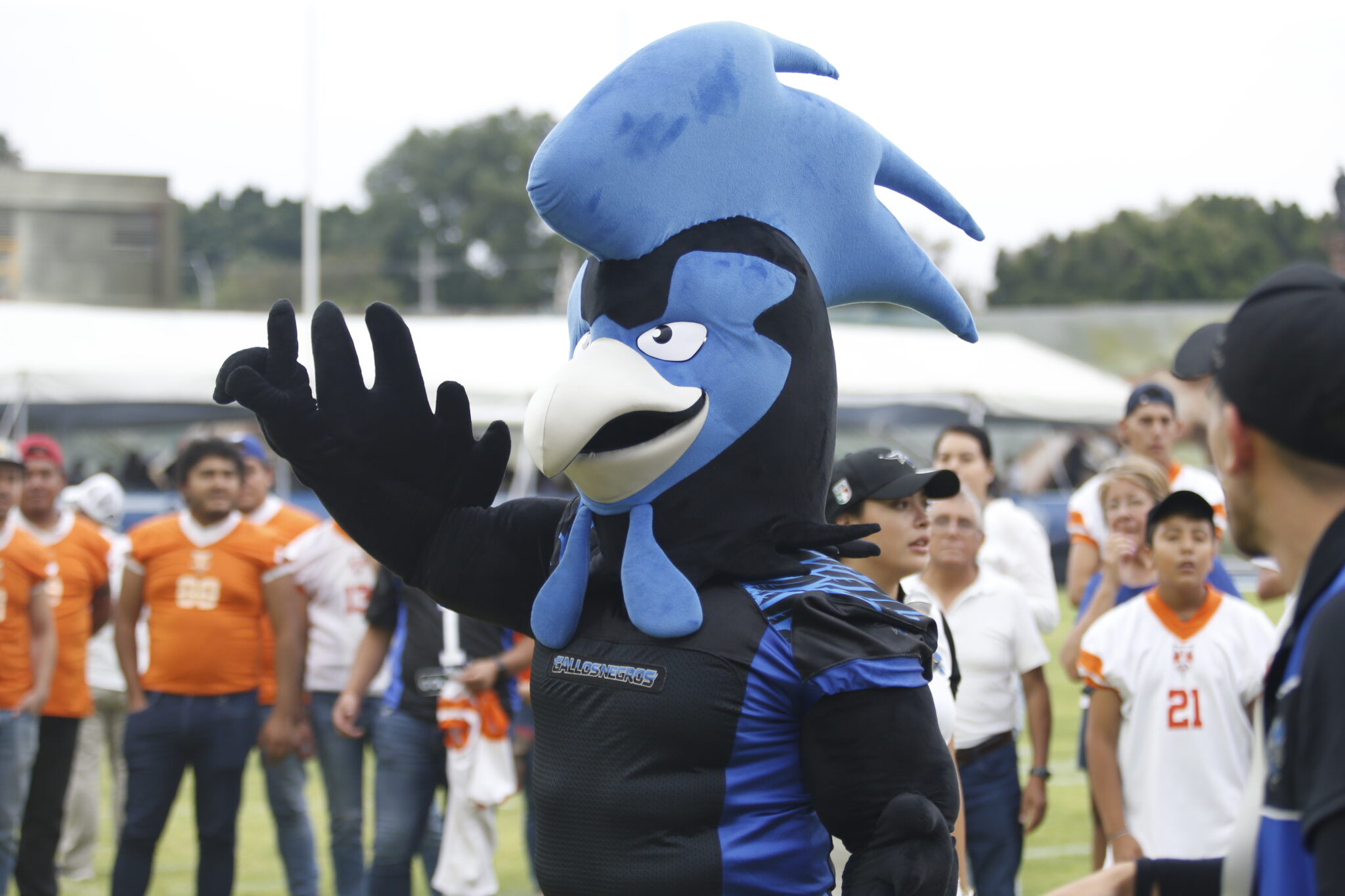 Galer A Gallo Gallos Negros Quer Taro